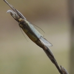 Philobota undescribed species near arabella at Tuggeranong, ACT - 27 Oct 2023 01:03 PM