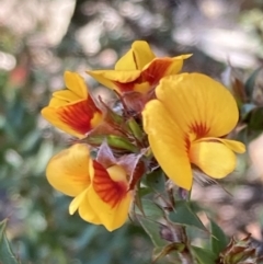 Pultenaea costata (Ribbed Bush-pea) at Grampians National Park - 18 Oct 2023 by AnneG1