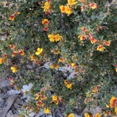 Pultenaea costata at Bellfield, VIC - 19 Oct 2023 10:37 AM