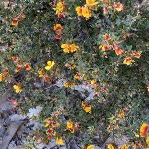 Pultenaea costata at Bellfield, VIC - 19 Oct 2023