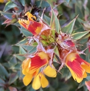 Pultenaea costata at Bellfield, VIC - 19 Oct 2023