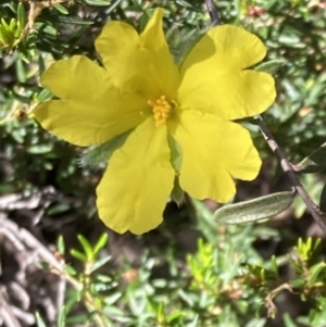 Hibbertia sericea at Bellfield, VIC - 19 Oct 2023