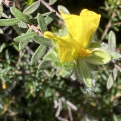 Hibbertia sericea at Bellfield, VIC - 19 Oct 2023