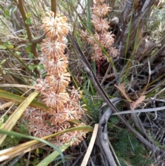 Lomandra multiflora (Many-flowered Matrush) at Birrigai - 27 Oct 2023 by jac