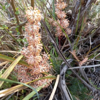 Lomandra multiflora (Many-flowered Matrush) at Birrigai - 27 Oct 2023 by jac