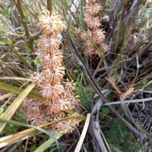 Lomandra multiflora at Paddys River, ACT - 27 Oct 2023