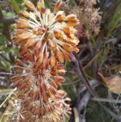 Lomandra multiflora at Paddys River, ACT - 27 Oct 2023 11:16 AM