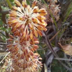 Lomandra multiflora at Paddys River, ACT - 27 Oct 2023