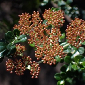 Ozothamnus obcordatus at Bellfield, VIC - 19 Oct 2023