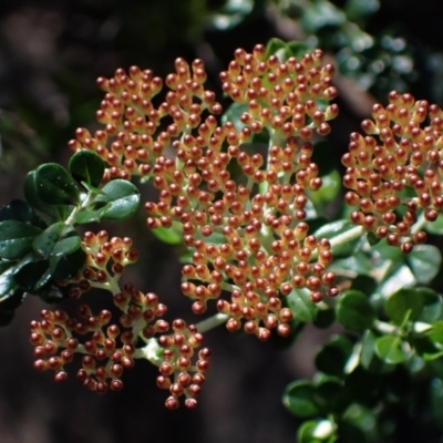 Ozothamnus obcordatus (Grey Everlasting) at Grampians National Park - 18 Oct 2023 by AnneG1