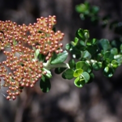 Ozothamnus obcordatus at Bellfield, VIC - 19 Oct 2023