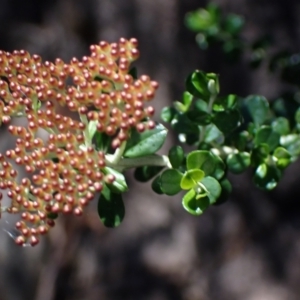 Ozothamnus obcordatus at Bellfield, VIC - 19 Oct 2023