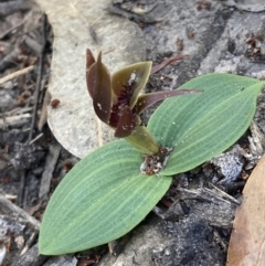 Chiloglottis valida (Large Bird Orchid) at Halls Gap, VIC - 18 Oct 2023 by AnneG1