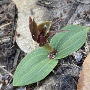 Chiloglottis valida at Halls Gap, VIC - 19 Oct 2023