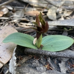 Chiloglottis valida at Halls Gap, VIC - suppressed