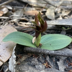 Chiloglottis valida at Halls Gap, VIC - suppressed