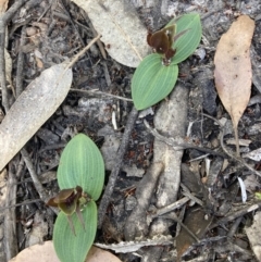 Chiloglottis valida at Halls Gap, VIC - suppressed
