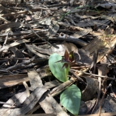 Chiloglottis valida at Halls Gap, VIC - 19 Oct 2023