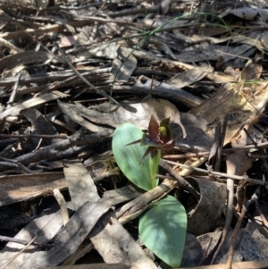 Chiloglottis valida at Halls Gap, VIC - 19 Oct 2023