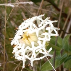 Pimelea treyvaudii (Grey Riceflower) at Birrigai - 27 Oct 2023 by jac