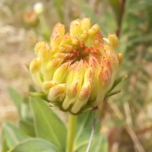 Pimelea treyvaudii at Paddys River, ACT - 27 Oct 2023