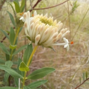 Pimelea treyvaudii at Paddys River, ACT - 27 Oct 2023 11:24 AM