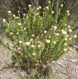 Pimelea treyvaudii at Paddys River, ACT - 27 Oct 2023