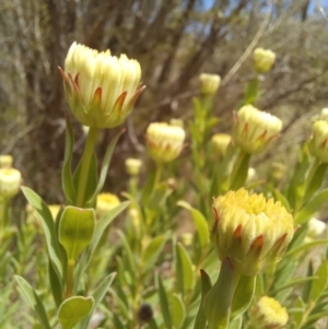 Pimelea treyvaudii at Paddys River, ACT - 27 Oct 2023