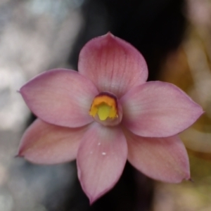 Thelymitra rubra at Zumsteins, VIC - suppressed