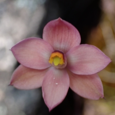 Thelymitra rubra (Salmon Sun Orchid) at Grampians National Park - 19 Oct 2023 by AnneG1