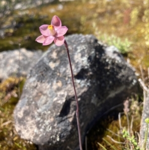 Thelymitra rubra at Zumsteins, VIC - suppressed