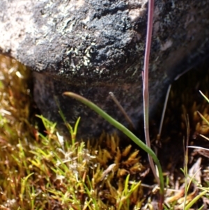 Thelymitra rubra at Zumsteins, VIC - suppressed