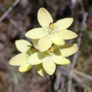 Thelymitra antennifera at Zumsteins, VIC - 19 Oct 2023