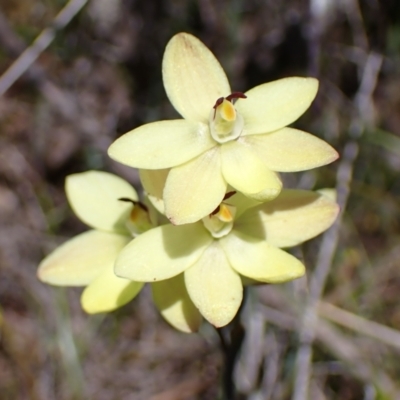 Thelymitra antennifera (Vanilla Orchid, Lemon-scented Sun Orchid) at Grampians National Park - 19 Oct 2023 by AnneG1