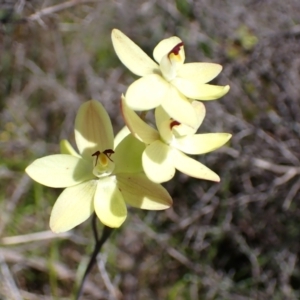 Thelymitra antennifera at Zumsteins, VIC - 19 Oct 2023