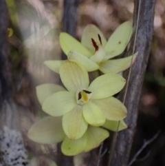 Thelymitra antennifera at Zumsteins, VIC - 19 Oct 2023