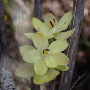 Thelymitra antennifera at Zumsteins, VIC - suppressed