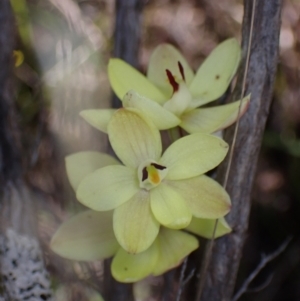 Thelymitra antennifera at Zumsteins, VIC - 19 Oct 2023