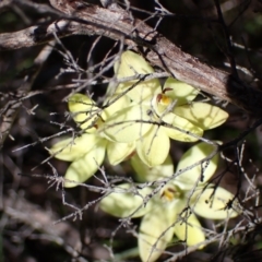 Thelymitra antennifera at Zumsteins, VIC - suppressed