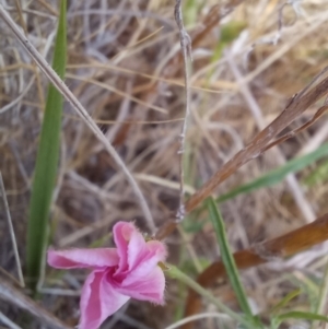 Convolvulus angustissimus subsp. angustissimus at Paddys River, ACT - 27 Oct 2023