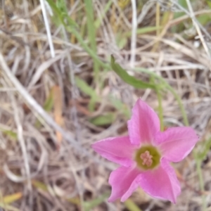 Convolvulus angustissimus subsp. angustissimus at Paddys River, ACT - 27 Oct 2023