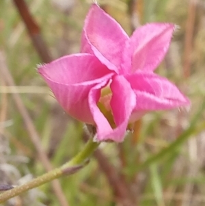 Convolvulus angustissimus subsp. angustissimus at Paddys River, ACT - 27 Oct 2023