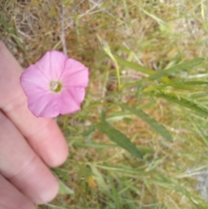 Convolvulus angustissimus subsp. angustissimus at Paddys River, ACT - 27 Oct 2023