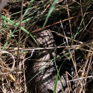 Tiliqua scincoides scincoides at Monash, ACT - 13 Oct 2023 10:32 AM