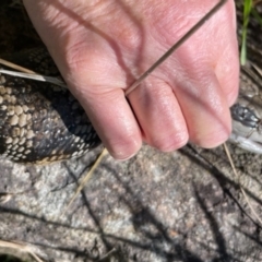 Tiliqua scincoides scincoides at Monash, ACT - 13 Oct 2023