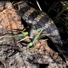 Tiliqua scincoides scincoides at Monash, ACT - 13 Oct 2023