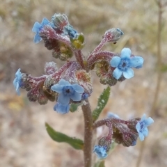 Cynoglossum australe (Australian Forget-me-not) at Birrigai - 27 Oct 2023 by jac