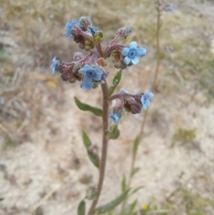 Cynoglossum australe at Paddys River, ACT - 27 Oct 2023 12:01 PM