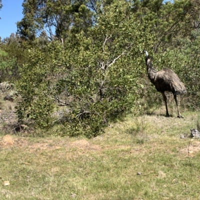 Dromaius novaehollandiae (Emu) at Lower Cotter Catchment - 26 Oct 2023 by Matthewl