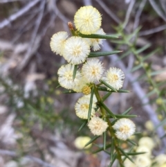 Acacia ulicifolia (Prickly Moses) at Mitre, VIC - 20 Oct 2023 by AnneG1